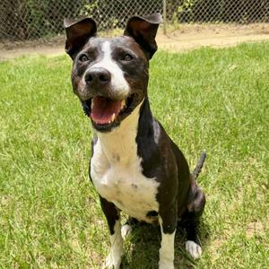Chloe, Mixed Breed (Large), adult, available for adoption