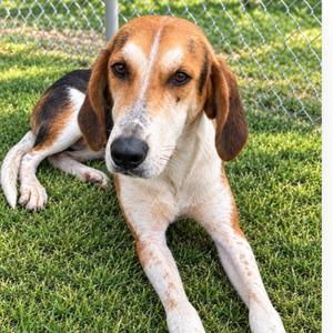 Ellie, Foxhound, American, adult, available for adoption
