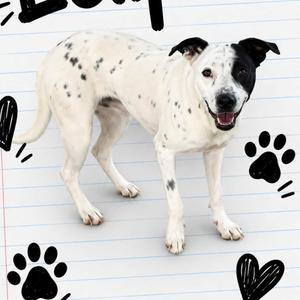 A black and white spotted dog standing on lined paper with paw prints and hearts around it.