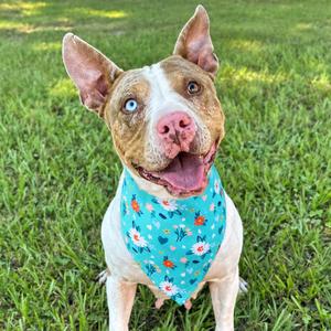Iris, Mixed Breed (Large), adult, available for adoption