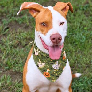 Carter, Mixed Breed (Medium), adult, available for adoption