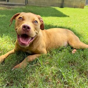Fumes, Mixed Breed (Medium), adult, available for adoption