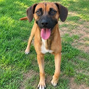 Creole, Mixed Breed (Medium), young, available for adoption