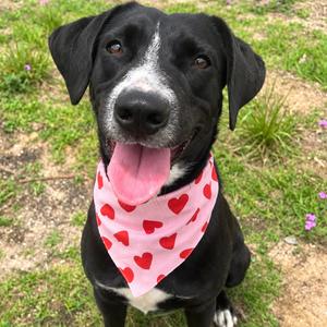 Diamond, Mixed Breed (Medium), adult, available for adoption