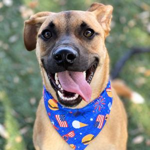 Harper, Mixed Breed (Medium), adult, available for adoption