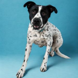 Domino, Cattle Dog, adult, available for adoption