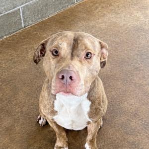 a brown and white dog sitting on a concrete floor