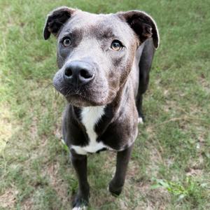 A gray and white dog looking up at the camera while standing in grass.