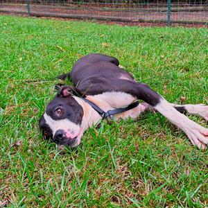 Alani, Mixed Breed (Medium), adult, available for adoption