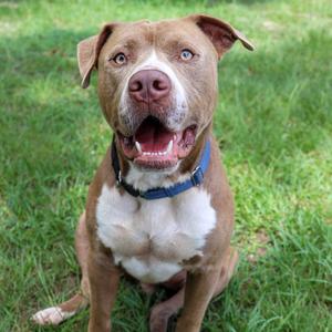 A brown and white dog with a blue collar sitting on grass