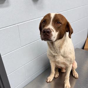 Drifter, Mixed Breed (Large), adult, available for adoption