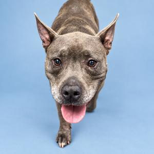 A gray dog with perked ears and a pink tongue sticking out, standing on a blue background.