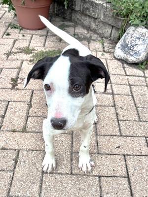 A black and white dog with floppy ears standing on a brick patio, looking directly at the camera.