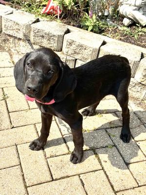 Festa, Labrador Retriever Mix, puppy, available for adoption