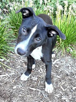 Graceann, Golden Retriever Mix, young, available for adoption
