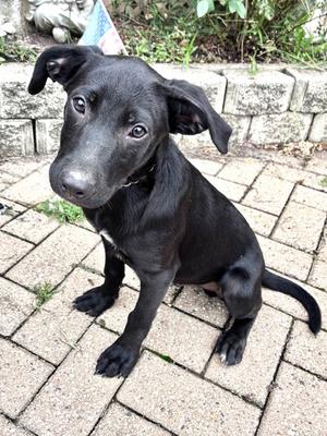 Mavrik, Golden Retriever Mix, puppy, available for adoption