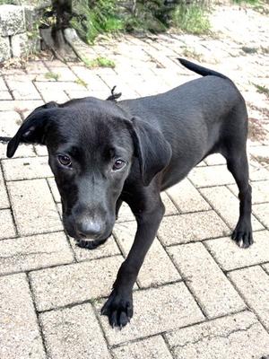 Mudnight, Golden Retriever Mix, puppy, available for adoption