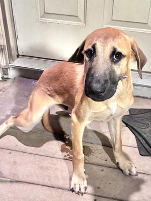 Kurtis, German Shepherd Dog and Golden Retriever, puppy, available for adoption