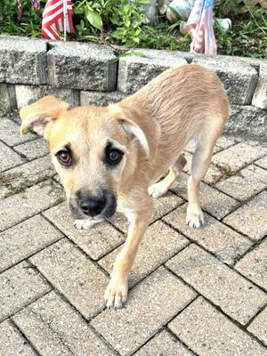 A small, light brown dog with floppy ears and big, dark eyes stands on a brick patio. The dog is looking directly at the camera with a curious expression. In the background, there is a stone wall with some greenery and small American flags.