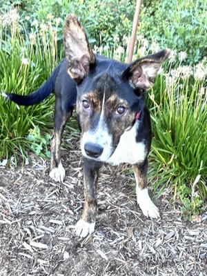 Galina, Golden Retriever Mix, young, available for adoption