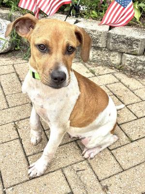 A brown and white dog sitting on a brick patio with American flags in the background.