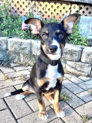Neena, Golden Retriever Mix, puppy, available for adoption