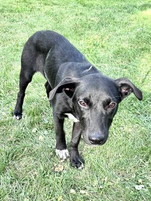 Gussie, Golden Retriever Mix, young, available for adoption