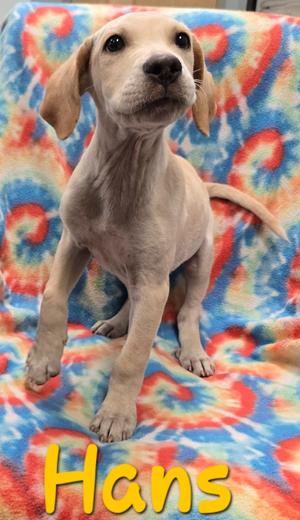 A light-colored puppy named Hans sitting on a colorful tie-dye blanket.