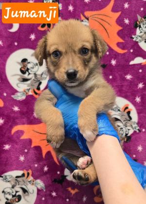 Jumanji, Australian Shepherd/Great Pyrenees, puppy, available for adoption