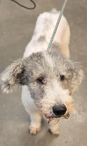 A close-up of a dog with a shaggy, gray and white coat, looking up at the camera. The dog is on a leash, and its fur appears slightly damp or matted around the face. The background is a plain, light-colored surface.