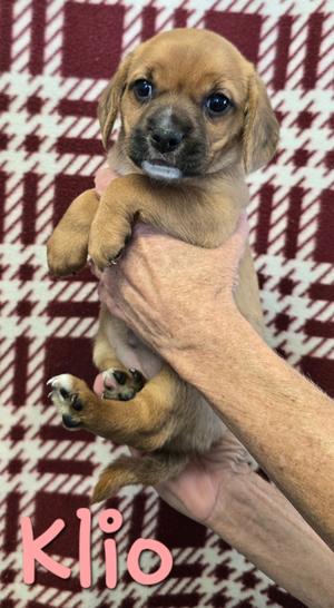 Klio, Beagle/Dachshund, puppy, available for adoption