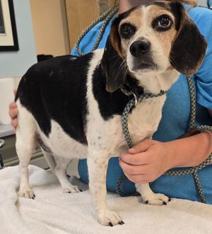 Layla, Beagle, senior, available for adoption