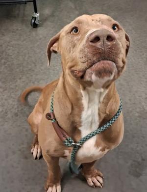A brown and white dog with a green leash, sitting on a gray floor and looking up.