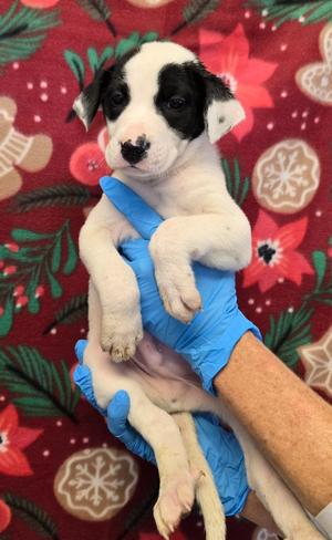 Blitzen, Mix Breed, young, available for adoption