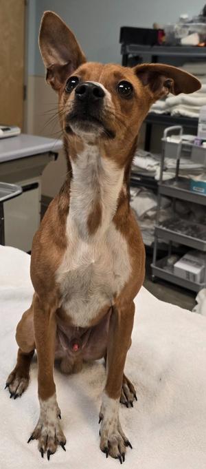 Chip, Chihuahua/Dachshund, available for adoption