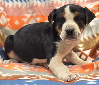 Asher, Hound/Mix Breed, available for adoption
