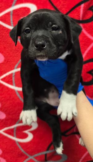 Aveo, American Staffordshire Terrier/Mix Breed, available for adoption