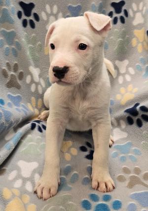 A white puppy with a black nose sits on a blanket with paw prints.