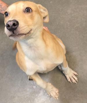 A light brown puppy with big, expressive eyes looking up at the camera. The puppy has a white chest and paws, and its ears are slightly floppy. A person's hand is gently resting on its back.