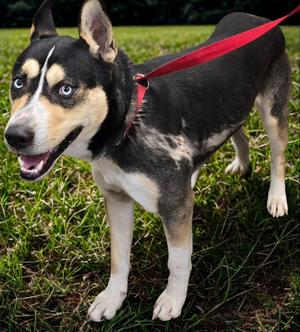 Kronos, Husky/Mix Breed, adult, available for adoption