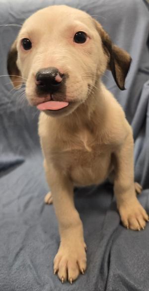 Minerva, Terrier/Mix Breed, available for adoption