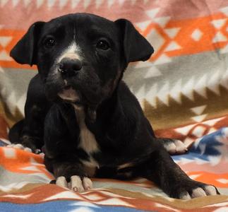 Aubrey, Hound/Mix Breed, available for adoption