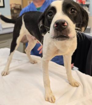 Luke, Terrier/Mix Breed, young, available for adoption