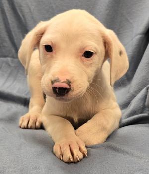 Hermione, Terrier/Mix Breed, available for adoption