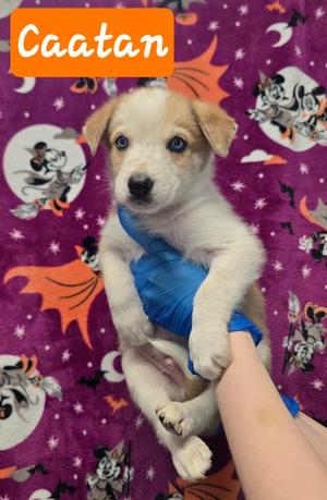 Caatan, Australian Shepherd/Great Pyrenees, puppy, available for adoption