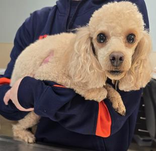 Augustus, Poodle, adult, available for adoption