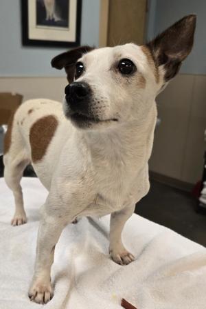 Mrs. Frazzel, Jack Russell Terrier/Mix Breed, senior, available for adoption