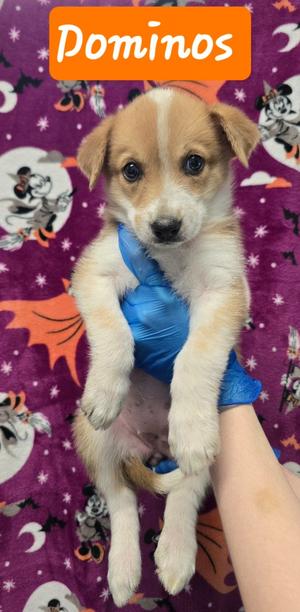 Dominos, Australian Shepherd/Great Pyrenees, puppy, available for adoption