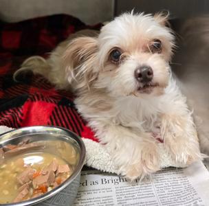 Beatrice, Yorkshire Terrier Yorkie/Mix Breed, adult, available for adoption