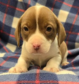 Leroy, Corgi/Mix Breed, puppy, available for adoption